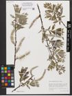 Foto von Salix xanthicola K. I. Chr.